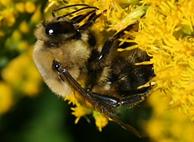 Common Eastern Bumble Bee Common Eastern Bumble Bee